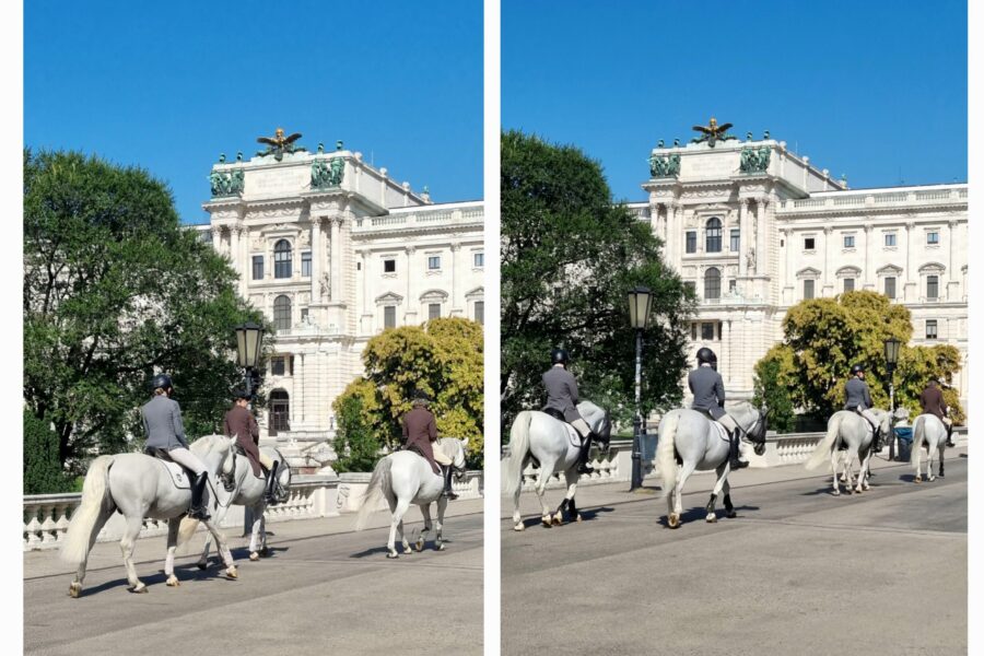 Lipizzaner im Burggarten