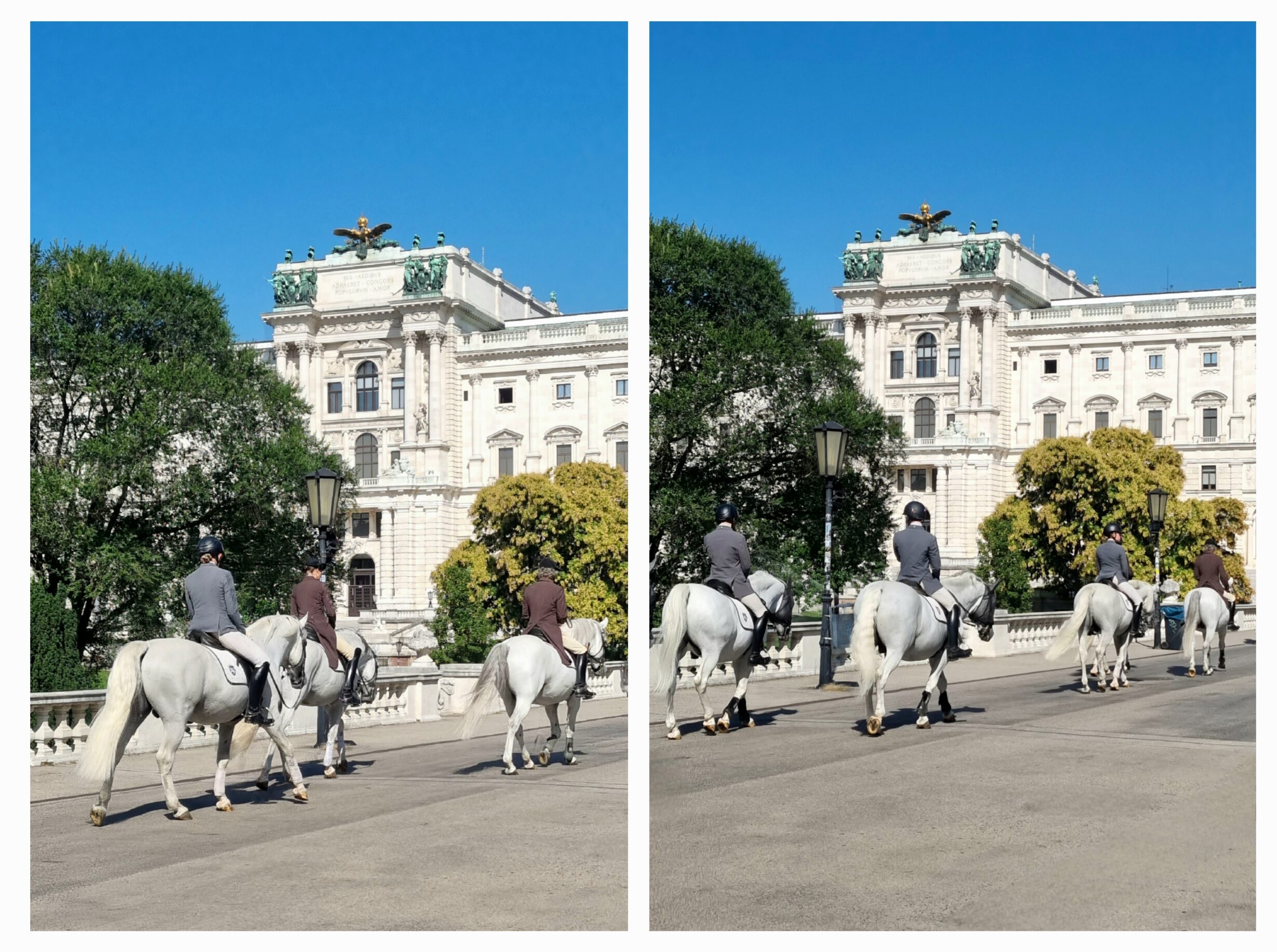 Lipizzaner im Burggarten