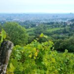 Wiener Weinberge