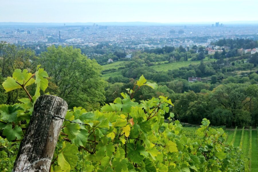 Wiener Weinberge