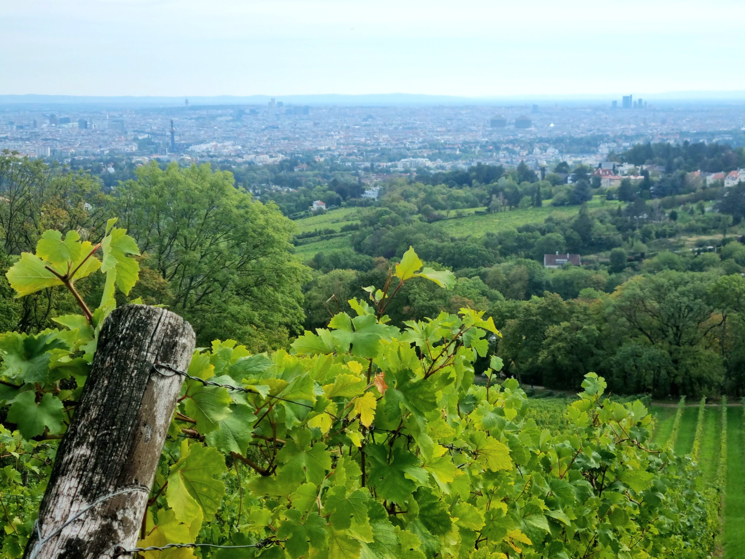 Wiener Weinberge